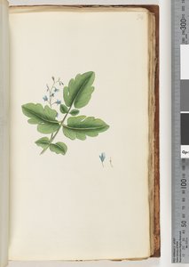 74. oldal Azonosítatlan növény alkotó: Unknown artist