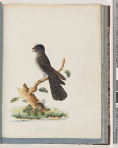 75. oldal Azonosítatlan madár. N. Holland Kecskeszökő alkotó: Unknown artist