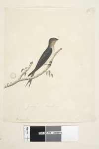 76. oldal Hirundo. alsó közepén más kézben január Természetes méret Üdvözöljük fecske Hirundo neoxena, 1791-92 alkotó: Unknown artist