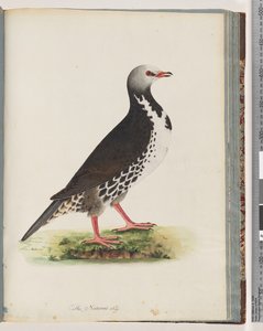 76. oldal Azonosítatlan madár alkotó: Unknown artist
