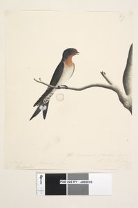 77. oldal Hirundo. fenti cím más kézben márc. Természetes méret. jobbra lent a harmadik kézben The Swallow vagy Martin of N.S. Wales. Üdvözöljük Fecske Hirundo neoxena, 1791-92 alkotó: Unknown artist