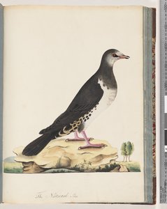 77. oldal Azonosítatlan madár alkotó: Unknown artist