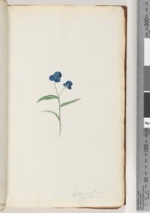 7. oldal Commelina capillaris alkotó: Unknown artist