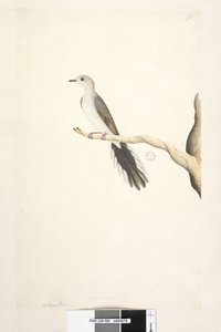 80. oldal Columba. fenti cím más kézben május. Természetes méretű Diamond Dove Geopelia cuneata, 1791-92 alkotó: Unknown artist