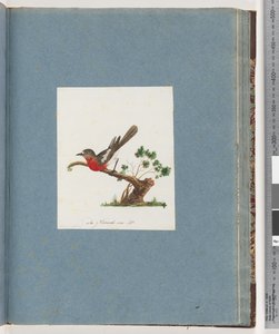 81. oldal Scarlet Robin alkotó: Unknown artist