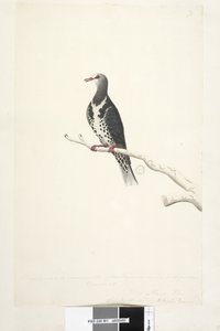 81. oldal Wunga, Wungee Pigeon. A természetes méret 1/2-e léptékkel rajzolva. E galambok közül kettőt most láttak először 1791 decemberében... hasonló... Wonga galamb Leucosarcia melanoleuca, 1791-92 alkotó: Unknown artist