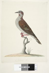 83. oldal Bronzszárnyú galamb. alsó közepén különböző kézben Természetes méretű ecset Bronzing galamb Phaps elegans, 1791-92 alkotó: Unknown artist