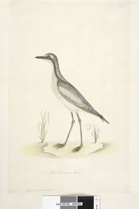 85. oldal Oedicnemus. alsó közepén különböző kézben 1/2 a természetes méretű déli kő, Curlew Burhinus magnirostris, 1791-92 alkotó: Unknown artist