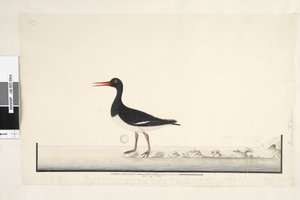 87. oldal Hematopus. a jobb alsó sarokban különböző kézben szeptember. az alsó szél mentén a harmadik kézben A hím és nőstény mindig együtt látható a sziklákon és a mélypontokon, de teljesen elhagyták a kikötőt a gyakori zavarás miatt, az írisz nagyon vilá alkotó: Unknown artist