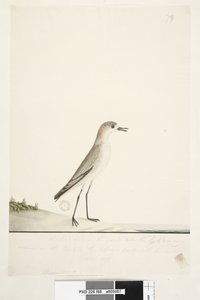 88. oldal Charadrius. keretvonal alatt, más kézben Ez a madár úgy fut a földön, mint a homoki pacsirta, és nagyon gyakori a homokon a kikötő különböző részein. ez alatt harmadik kézben Természetes méret Piros, sapkás Dotterel Charadrius alexandrinu alkotó: Unknown artist