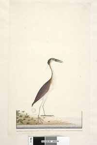 89. oldal Ardea ..?.. Nankeen Night, Heron Nycticorax caledonicus, 1791-92 alkotó: Unknown artist