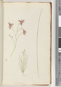 Page 8. Chlamysporum Sal. in Par Lond. No. 35 alkotó: Unknown artist