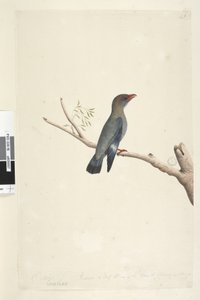 8. oldal Coraciae. alsó széle mentén különböző kézben október. A Madár méretének felére kicsinyítve a rajzot a Dollar, Bird Eurystomus orientalis, 1791-92-ből vették. alkotó: Unknown artist