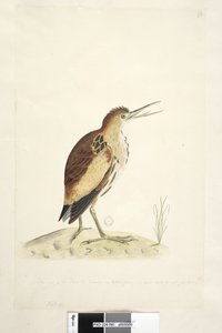 90. oldal Ardea. alsó széle mentén különböző kézben A rajzot ábrázoló madár mérete, aki négy hüvelyknyire tudta nyújtani a nyakát Kiskeserű Ixobrychus minutus, 1791-92 alkotó: Unknown artist