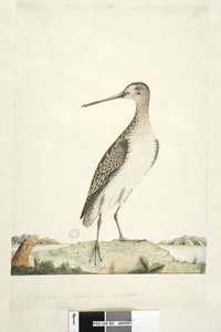 92. oldal Scolopax. fenti cím más kézben december. Természetes méretű, írisz kétséges Japán szalonka Gallinago hardwickii, 1791-92 alkotó: Unknown artist