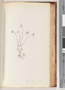 94. oldal Eriocalia minor alkotó: Unknown artist