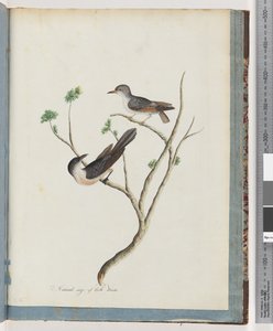 94. oldal. Azonosítatlan madarak alkotó: Unknown artist
