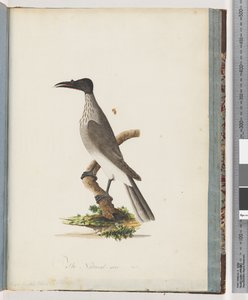 95. oldal Zajos frátermadár. Gomb elől Honeyeater alkotó: Unknown artist