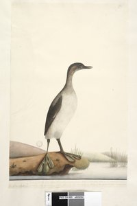 95. oldal Podicepha. alsó széle mentén különböző kézben szeptember. A madár természetes mérete, a tollak nagyon finom szerkezetűek, különösen a mellen lévők, amelyek selymes megjelenésűek, ritkán repülnek 50-60 méternél messzebbre. A szárnynak van alkotó: Unknown artist