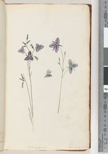 Page 9. Chlamysporum Sal. in Par Lond. No. 35 alkotó: Unknown artist