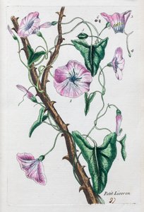 Petiti Liseron alkotó: Unknown artist