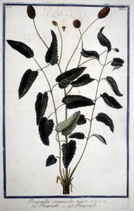 Pimprenelle: Pimpinella Sanguisorba major. alkotó: Unknown artist
