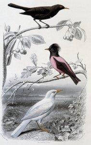 Természetrajzi tábla: Feketerigó, fehér feketerigó és rózsaszín feketerigó - az „Oeuvres de Buffon”-ban, szerk. Furne Jouvet & cie, Párizs alkotó: Unknown artist
