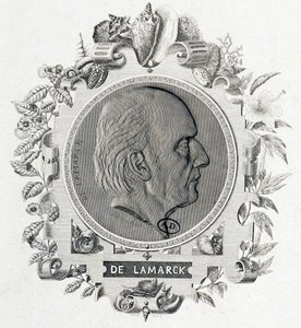 Jean Baptiste Lamarck portréja - metszet alkotó: Unknown artist