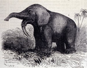 Őstörténet: Dinotherium ábrázolása, pachyderm típusa. alkotó: Unknown artist