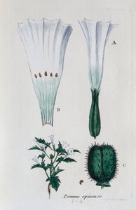  alkotó: Unknown artist