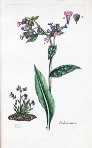 Tüdő alkotó: Unknown artist
