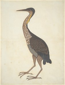 Bíbor kócsag (Ardea purpurea) alkotó: Unknown artist