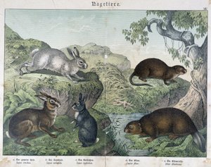 Nyúl, hód - in „” Natural History of Mammals”, szerk. Schreiber alkotó: Unknown artist