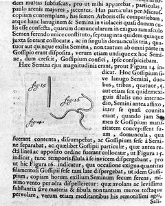 Gyümölcsfa magjának ábrázolása Antoine van Leeuwenhoek (vagy Leeuvenhoek Leeuwenhoeck) (vagy Antoni vagy Anthonie) (1632-1723) leírását készítette a holland kereskedő és tudós. Metszet az „Investigatio Arcanorum” 1722-ből alkotó: Unknown artist