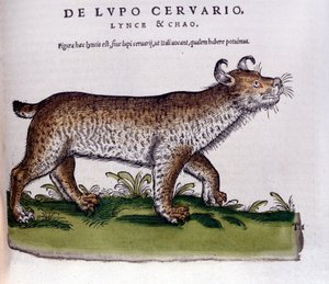 Hiúz (farkas - szarvas) ábrázolása - Historia Animalium de Conrad Gesner (1516 - 1565), Tiguri alkotó: Unknown artist