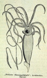 Egy Architeuthis Harveyi, óriási tintahal ábrázolása. alkotó: Unknown artist