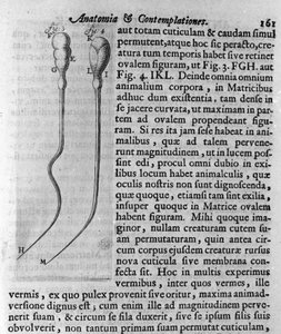 Kutya spermiumok ábrázolása Antoine van Leeuwenhoek (vagy Leeuvenhoek Leeuwenhoeck) (vagy Antoni vagy Anthonie) (1632-1723) holland kereskedő és tudós leírása. Metszet az „Investigatio Arcanorum” 1722-ből alkotó: Unknown artist