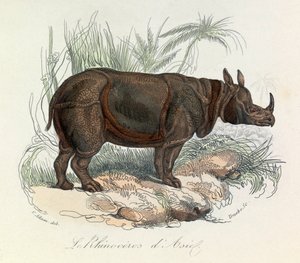 Linneene nómenklatúra és Cuvier által osztályozott ázsiai orrszarvú (metszet) alkotó: Unknown artist