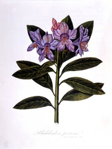 Rhododendron (Rhododendrum Bridges). alkotó: Unknown artist