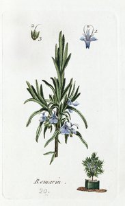 Rosemary alkotó: Unknown artist
