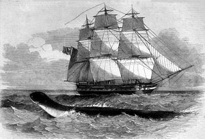Tengeri szörnyeteg: egy tengeri kígyó megjelenése a Daedalus fregate-úton 1848-ban. 19. századi metszet. alkotó: Unknown artist
