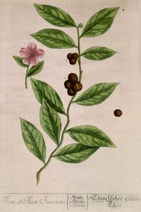 Sinensis teanövény - botanikai tábla alkotó: Unknown artist
