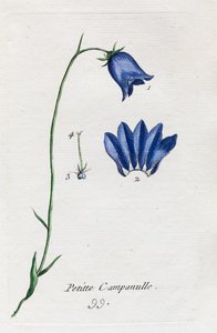 Kis harangvirág alkotó: Unknown artist