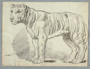 Tanulmány egy tigrisről alkotó: Unknown artist