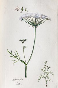 Terrenoix (Terre-Noix, Nox de Terre) alkotó: Unknown artist