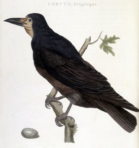 A Raven Frugilegus - természetrajzi tábla alkotó: Unknown artist