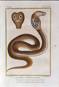 A keretvipera vagy Naja. Georges Louis Leclerc természettudós, Buffon grófja (1707 - 1788) természettörténeti árulásából vett lemez. 19. század alkotó: Unknown artist