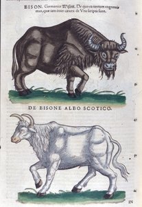 A bölény és a fehér bölény a Historia animaliumból, Konrad Gesner, Tiguri alkotó: Unknown artist
