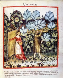 A termés a káposzta virág a veteményeskertben. Megvilágítás az orvostudomány és a dietetika fejéséből "" Tacuinum sanitatis"" alkotó: Unknown artist