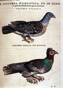 A galamb Conrad Gesner Historia Animaliuma nyomán, Tiguri 1560. Biblioteca Nazionale Braidense. Milánó alkotó: Unknown artist